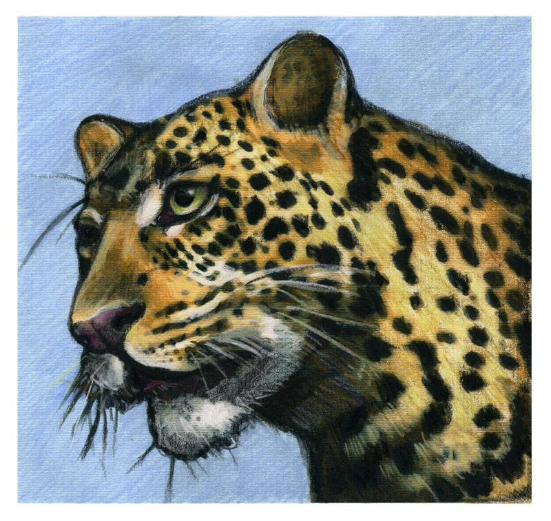 Leopard