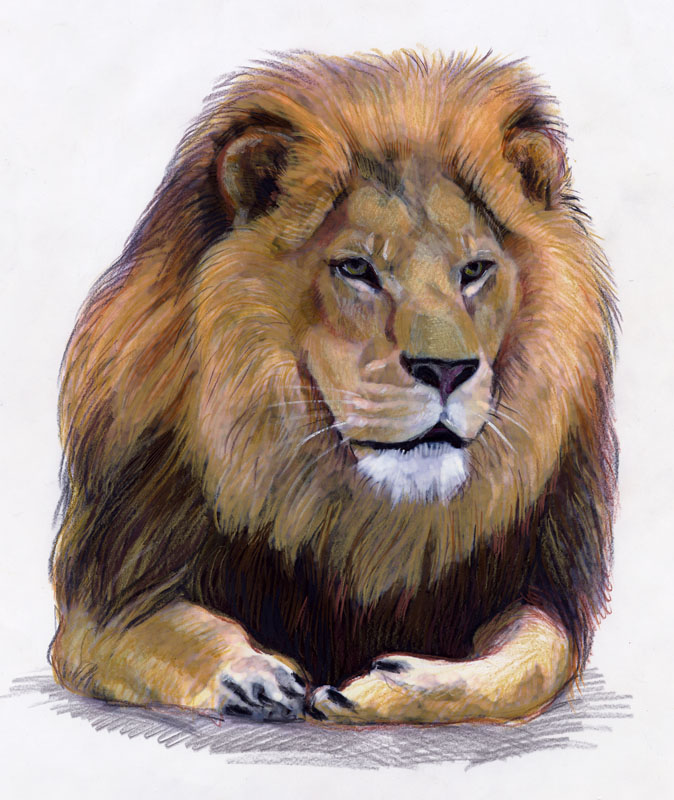 Lion