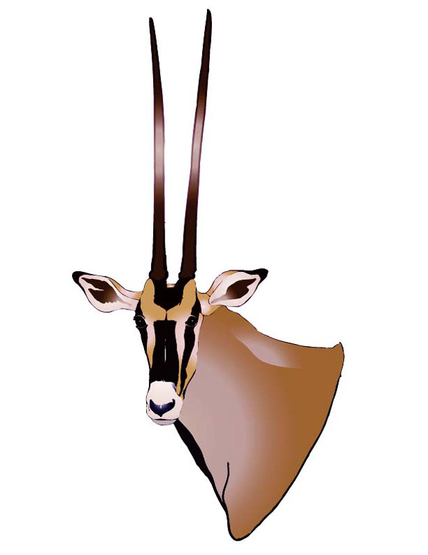 Oryx-Illustrator