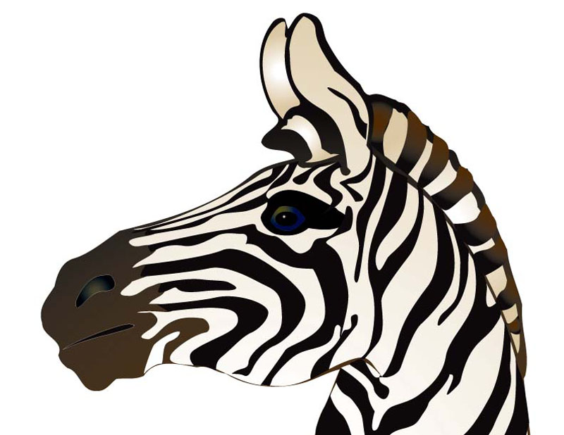 Zebra Head-Illustrator
