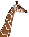 Giraffe-Illustrator