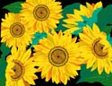 Sunflowers-Illustrator