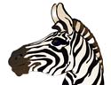 Zebra Head-Illustrator