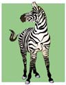 Zebra-Illustrator
